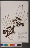 Moneses uniflora (L.) A. Gray ؿ