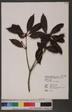 Illicium arborescens Hayata K
