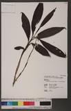 Cephalantheropsis gracilis (Lindl.) S. Y. Hu 綠花肖頭蕊蘭
