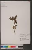 Euphorbia cyathoph...