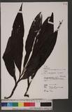 Cephalantheropsis gracilis (Lindl.) S. Y. Hu var. gracilis vY