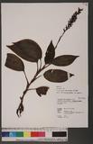 Goodyera grandis (Blume) Blume 長苞斑葉蘭