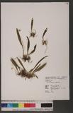Liparis bootanensis Griff. 摺疊羊耳蘭
