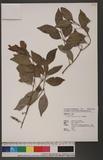 Euonymus acanthocarpus Franch. 刺果衛矛