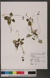 Viola formosana Hayata var. stenopetala (Hayata) Wang, Huang & Hashimoto tWj