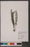 Ctenopteris tenuisecta (Blume) J. Sm. ӸU
