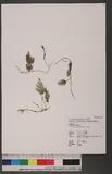 Trichomanes pallidum Blume 򸭿