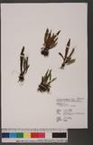 Trichomanes pallidum Blume 򸭿