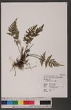 Cheilanthes mexicana Fee I