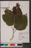 Berrya ammonilla Roxb. 六翅木