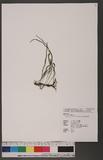 Lepisorus monilisorus (Hayata) Tagawa D˸