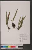 Lepisorus tosaensis (Makino) H. Ito ˸