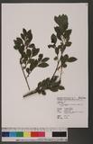 Eurya nitida Korthals var. nanjenshanensis Hsieh, Ling & Yang nsa