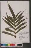 Phymatodes longissimus (Blume) J. Sm. p