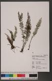Ctenopteris tenuisecta (Blume) J. Sm. 細葉蒿蕨