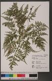 Dryopteris reflexipinna Hayata s`Ƹտ