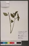 Euphorbia heterophylla L. 白苞猩猩草