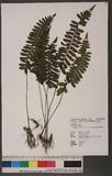 Asplenium apogamum Murakami et Hatanaka LK