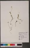 Viola adenothrix Hayata var. sugitakaensis (Masamune) Wang & Huang sj