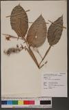 Donax cannaeformis (Forst. f.) Rolfe ˨