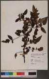 Rubus alnifoliolatus Lev. 榿葉懸鉤子