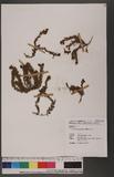 Crotalaria similis Hemsl. Zq󳥦ʦX