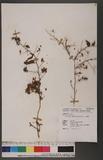 Jacquemontia paniculata (Burm. f.) Hall. f. 娥房藤