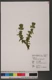 Huperzia serrata (Thunb. ex Murray) Trev. forma longipetiolata (Spring) Ching `dh