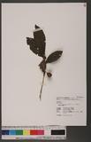 Camellia sinensis ...