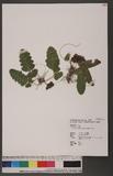 Tectaria zeylanica (Houtt.) Sledge aտ