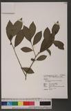 Camellia sinensis (L.) O. Ktze. var. assamica (Mast.) Kitam. ĩi