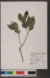Syzygium euphlebium (Hayata) Mori ӯߨ