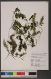 Hymenophyllum devolii Lai Ф󽤿