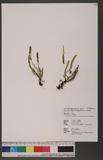 Calymmodon gracillimus (Copel.) Nakai ex H. Ito V]