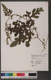 Citrullus vulgaris Schrad. ex Eckl. & Zeyh. 