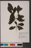 Camellia sinensis (L.) O. Ktze. var. assamica (Mast.) Kitam. ĩi