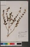 Cuphea carthagenensis (Jacq.) Macbrids 克非亞草