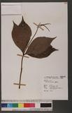 Chloranthus oldham...