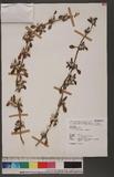 Gypsophila paniculata L. ѬP