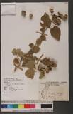 Abutilon indicum (L.) Sweet subsp. guineense (Schumach.) Borss. BVl