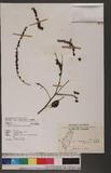 Deeringia amaranthoides (Lam.) Merr. ߪGA