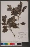 Microtropis japonica (Fr. & Sav.) Hall. f. 日本賽衛矛