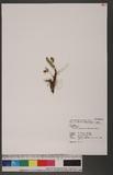 Epigeneium nakaharae (Schltr.) Summerh. 連珠石斛