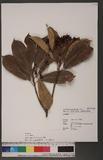 Photinia serratifolia (Desf.) Kalkman 石楠