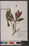 Machilus japonica Sieb. & Zucc. 