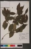 Lasianthus appressihirtus Simizu var. maximus Simizu ex Liu & Chao j˾