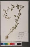 Chenopodium serotinum L. p