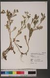 Epaltes australis Less. Z