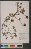 Trifolium repens L. ժT