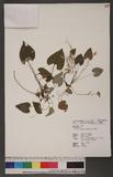 Viola shinchikuensis Yamamoto sj